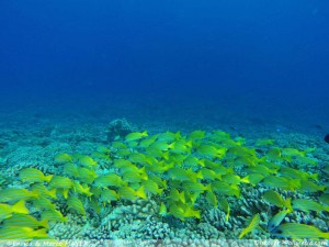 Fakarava-Tuamotu11