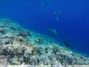 Catamaran in Fakarava - Tuamotu